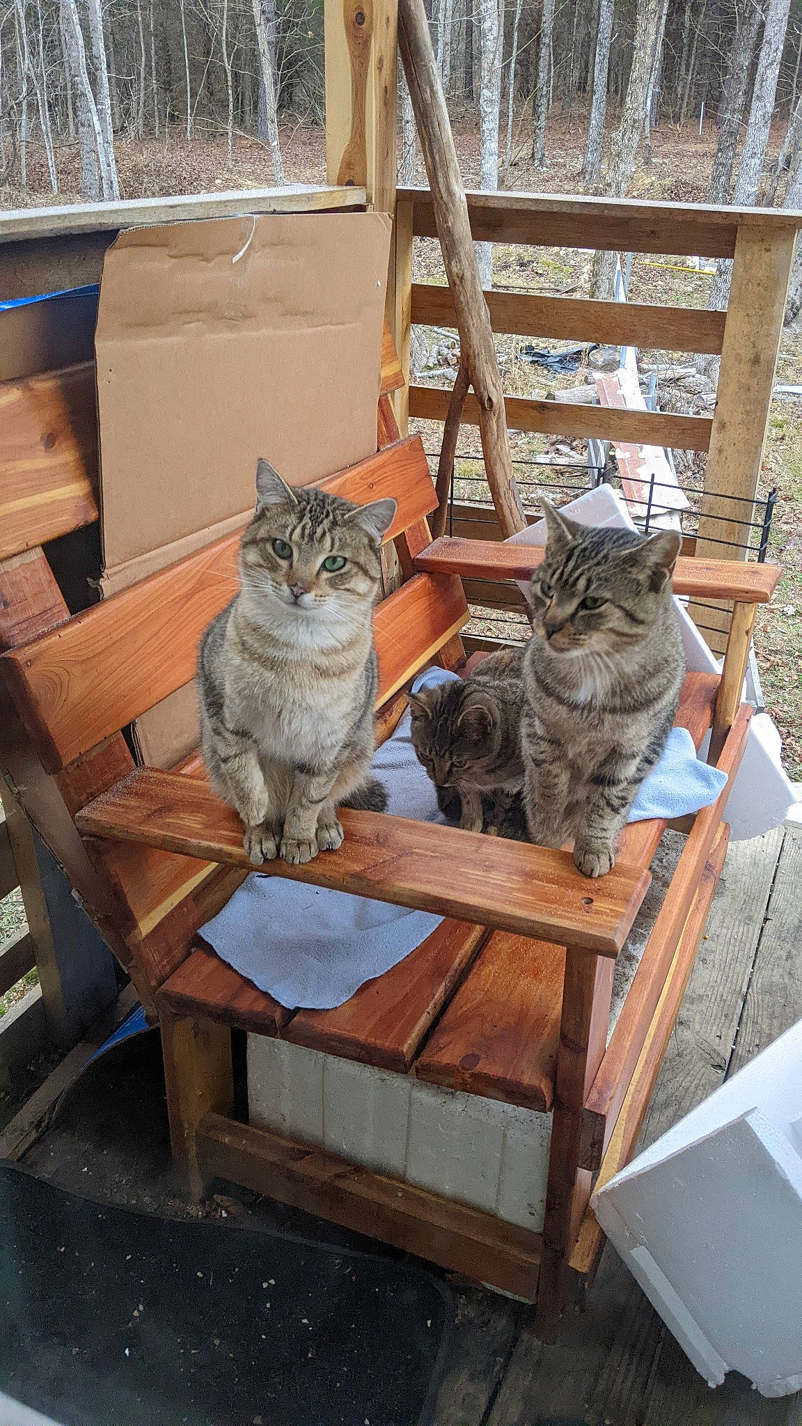 Sidney is registered to the contest to win money with this photo: carnivore, cat, chair, comfort, domestic_short_haired_cat, fawn, felidae, flooring, fur, hardwood, plant, room, shelf, small_to_medium_sized_cats, tail, tree, whiskers, window, wood