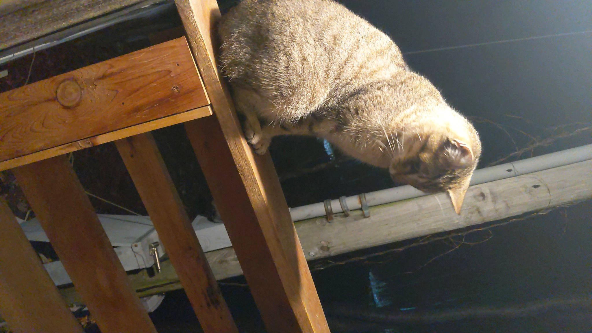 Sidney joined the competition — help win amazing prizes! claw, fur, hardwood, lumber, marine_mammal, metal, natural_material, north_american_river_otter, plank, snout, tail, terrestrial_animal, whiskers, wildlife, wood, zoo