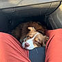 canine, car_interior, casual, closeup, comfort, companion, cozy, dog, domestic_animal, fur, indoor, legs, nose, orange_pants, pet, relaxation, resting, seat, sleeping, sunlight