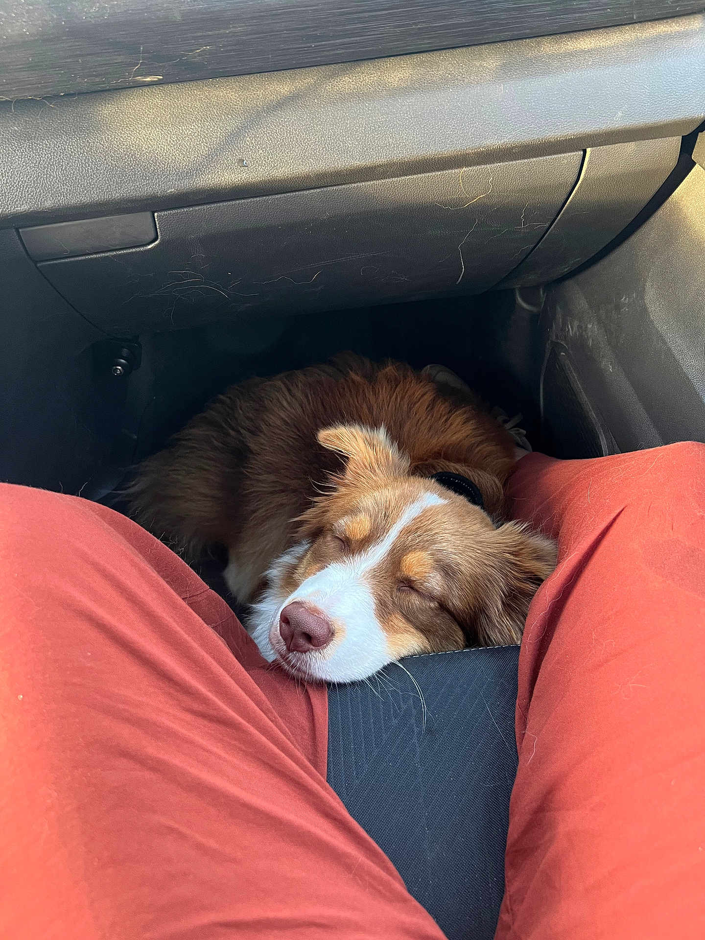 Sangua participe au concours pour gagner de l'argent avec cette photo : canine, car_interior, casual, closeup, comfort, companion, cozy, dog, domestic_animal, fur, indoor, legs, nose, orange_pants, pet, relaxation, resting, seat, sleeping, sunlight