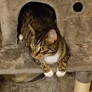 Luka joined the competition — help win amazing prizes! cat, tabby, white_paws, cat_tree, pet, feline, indoor, curious, alert, plush, animal, cute, whiskers, ears, claws, resting, pet_furniture, cozy, looking, domestic_cat