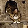 cat, tabby, white_paws, cat_tree, pet, feline, indoor, curious, alert, plush, animal, cute, whiskers, ears, claws, resting, pet_furniture, cozy, looking, domestic_cat