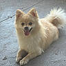 dog, pomeranian, dog_face, pet, animal, tongue_out, happy, lying_down, fur, cute, indoor, floor, canine, small_dog, smiling, tail, ears, friendly, companion, adorable