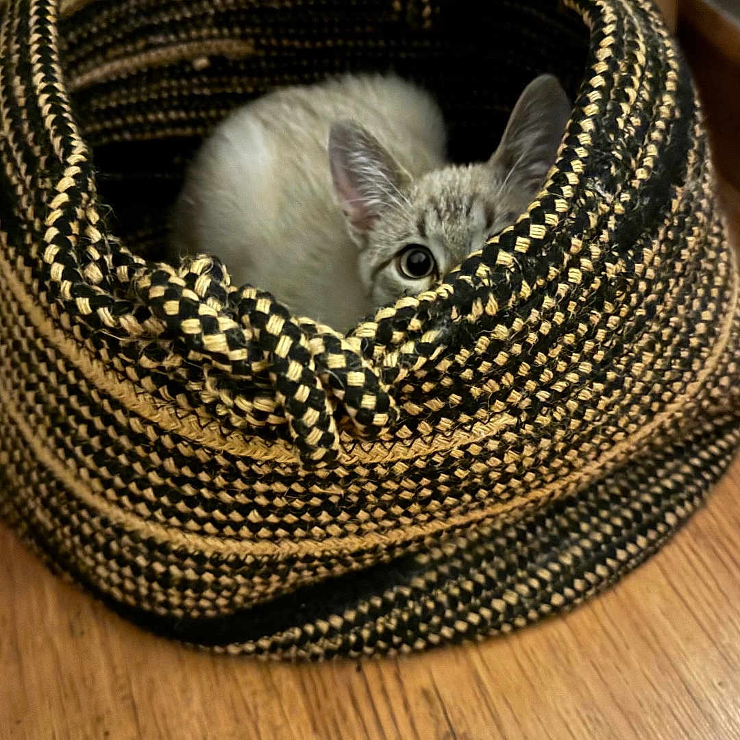 Poupinette participe au concours pour gagner de l'argent avec cette photo : animal, basket, cat, cozy, curious, cute, ear, eye, feline, flooring, hiding, home, indoor, pattern, peek, pet, small, texture, wood_floor, woven