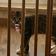 Mickey a rejoint le concours — aidez-le/la à gagner de superbes lots ! cat, tabby, indoor, wooden_bars, floor, pacifier, pet, animal, curious, playful, domestic_cat, feline, striped, looking, standing, whiskers, ears, paws, light, shadow