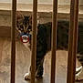 cat, tabby, indoor, wooden_bars, floor, pacifier, pet, animal, curious, playful, domestic_cat, feline, striped, looking, standing, whiskers, ears, paws, light, shadow