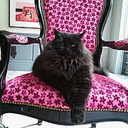 Chanel Vandrotte a rejoint le concours — aidez-le/la à gagner de superbes lots ! cat, black_cat, fluffy, chair, vintage_chair, pink, floral_pattern, furniture, indoor, pet, relaxed, stretching, living_room, decor, window, tile_floor, artwork, framed_picture, cozy, animal