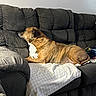 Murphy is registered to the contest to win money with this photo: animal, blanket, brindle_coat, brown_and_white, couch, cozy, dog, floppy_ears, furniture, home, indoor, living_room, lying_down, pet, portrait, relaxed, resting, short_hair, sofa, wall_decor