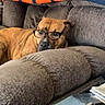 Murphy joined the competition — help win amazing prizes! blanket, boxer, brown_dog, costume, couch, cozy, dog, eyewear, funny, furniture, glasses, home, indoor, living_room, lying_down, notebook, pet, pillows, relaxed, sofa