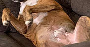 Murphy is registered to the contest to win money with this photo: dog, brown_dog, pet, animal, couch, sofa, indoor, living_room, lounging, reclining, lying_down, raised_paw, white_chest, collar, relaxed, funny, blanket, cards, furniture, portrait