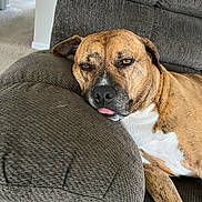 Murphy is registered to the contest to win money with this photo: brown_dog, carpet, closeup, couch, cushion, dog, floppy_ears, funny_expression, furniture, indoor, living_room, orange_blanket, pet, portrait, relaxed, resting, short_hair, sleepy, tongue, white_chest