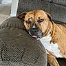 brown_dog, carpet, closeup, couch, cushion, dog, floppy_ears, funny_expression, furniture, indoor, living_room, orange_blanket, pet, portrait, relaxed, resting, short_hair, sleepy, tongue, white_chest
