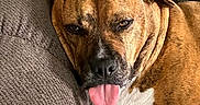 Murphy is registered to the contest to win money with this photo: blanket, brown_dog, close_up, couch, cushion, dog, floppy_ears, funny_expression, indoor, lounging, lying_down, pet, plaid, portrait, relaxed, short_hair, sleepy, sofa, tongue_out, white_chest