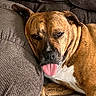 blanket, brown_dog, close_up, couch, cushion, dog, floppy_ears, funny_expression, indoor, lounging, lying_down, pet, plaid, portrait, relaxed, short_hair, sleepy, sofa, tongue_out, white_chest
