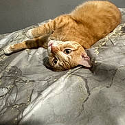 Mama is registered to the contest to win money with this photo: cat, ginger_cat, pet, lying_down, bed, marble_pattern, fur, whiskers, indoor, curious, playful, sleepy, animal, cute, feline, domestic, resting, soft, cozy, relaxed