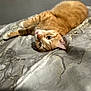 cat, ginger_cat, pet, lying_down, bed, marble_pattern, fur, whiskers, indoor, curious, playful, sleepy, animal, cute, feline, domestic, resting, soft, cozy, relaxed