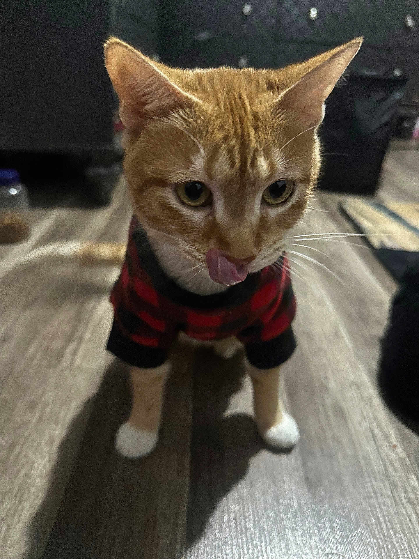 Mama joined the competition — help win amazing prizes! cat, orange_tabby, pet, indoor, floor, wooden_floor, sweater, clothing, animal, cute, whiskers, tongue_out, feline, curious, standing, domestic_cat, closeup, mammal, indoor_lighting, cozy