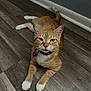 Mama is registered to the contest to win money with this photo: cat, orange_tabby, white_paws, pet, indoor, wooden_floor, flooring, relaxed, lying_down, animal, feline, whiskers, ears, tail, collar, fur, looking_at_camera, domestic_cat, quiet, calm