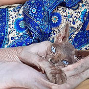 Simbad participe au concours pour gagner de l'argent avec cette photo : sphynx_cat, hairless_cat, blue_eyes, pet, animal, relaxing, person, patterned_clothing, blue_shirt, tattoo, skin, feline, indoor, close_up, laying_down, paw, ear, face, human_arm, necklace