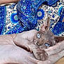 sphynx_cat, hairless_cat, blue_eyes, pet, animal, relaxing, person, patterned_clothing, blue_shirt, tattoo, skin, feline, indoor, close_up, laying_down, paw, ear, face, human_arm, necklace