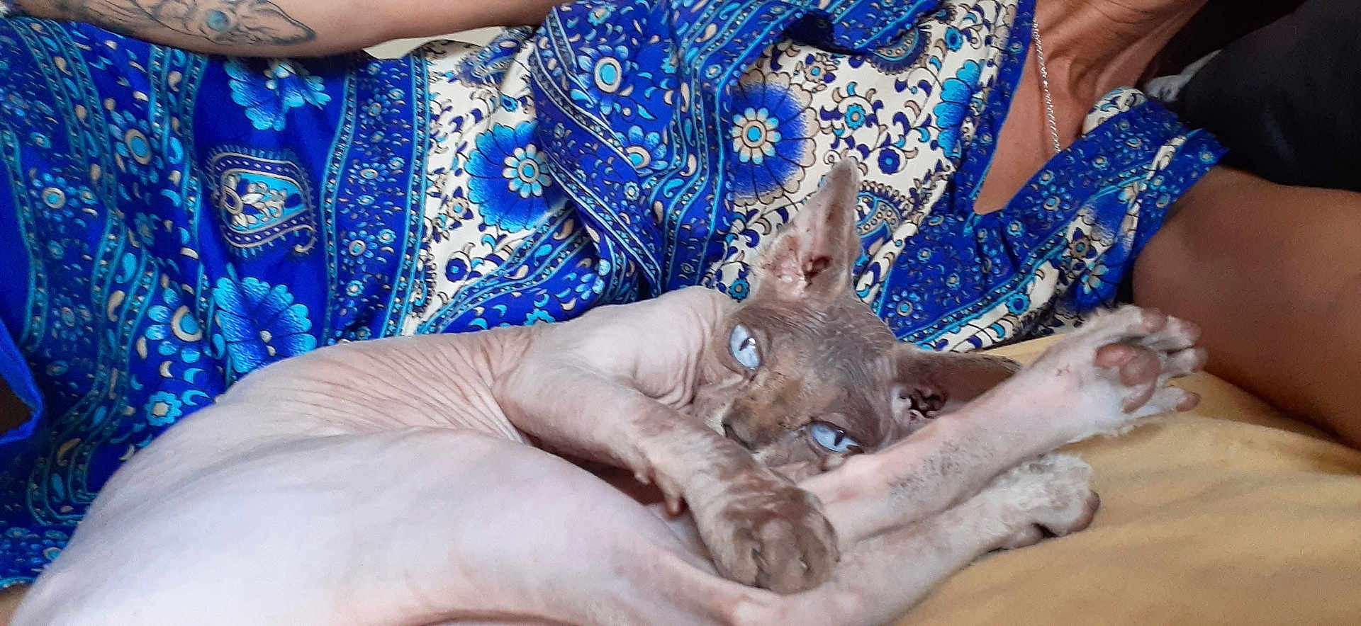 Simbad participe au concours pour gagner de l'argent avec cette photo : sphynx_cat, hairless_cat, blue_eyes, pet, animal, relaxing, person, patterned_clothing, blue_shirt, tattoo, skin, feline, indoor, close_up, laying_down, paw, ear, face, human_arm, necklace