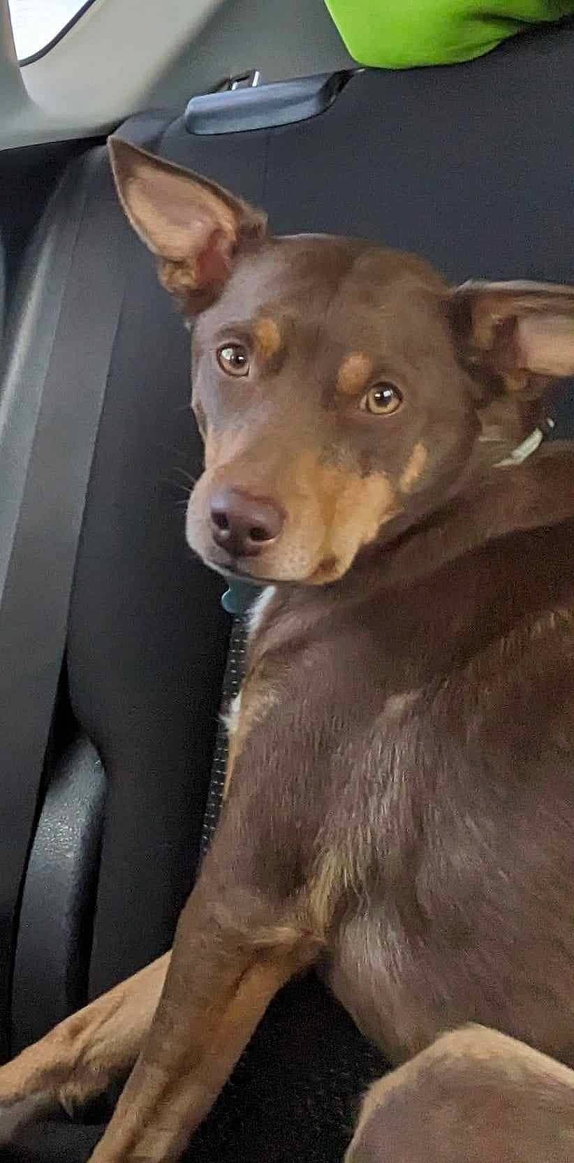 Tater joined the competition — help win amazing prizes! ancient_dog_breeds, canidae, carnivore, collar, companion_dog, dog, dog_breed, ear, fawn, fur, guard_dog, jaw, liver, snout, sporting_group, street_dog, terrestrial_animal, whiskers, working_animal, working_dog