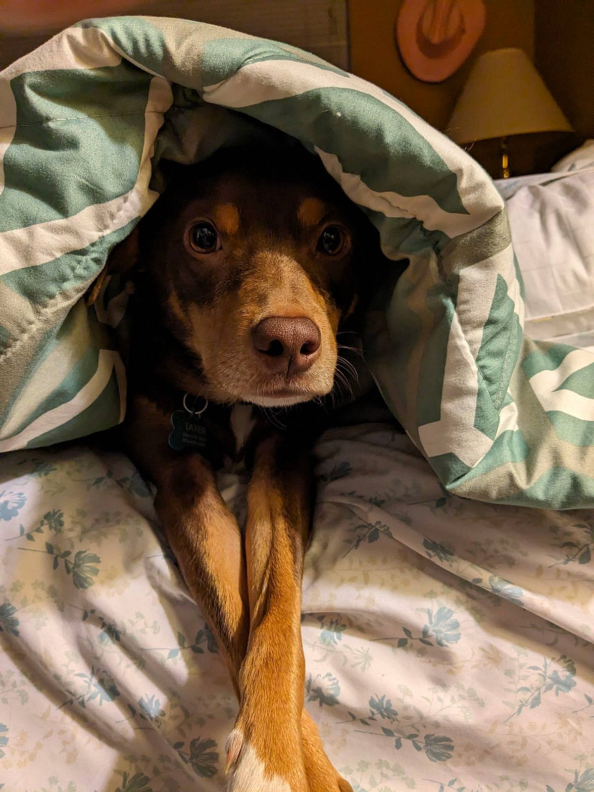 Tater joined the competition — help win amazing prizes! carnivore, comfort, companion_dog, dog, dog_breed, dog_clothes, fawn, fur, guard_dog, hat, helmet, liver, military_camouflage, personal_protective_equipment, pointing_breed, sleeve, snout, sporting_group, whiskers, working_animal