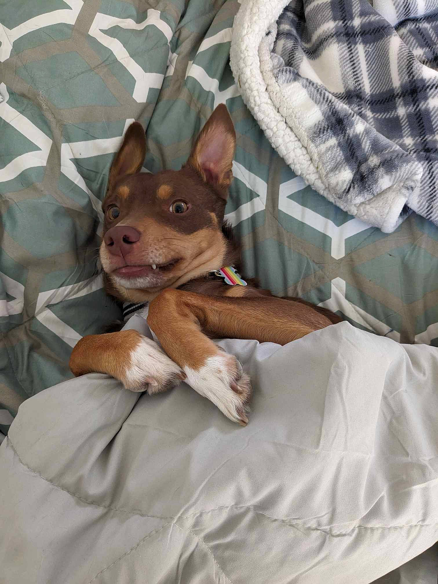 Tater is registered to the contest to win money with this photo: ancient_dog_breeds, canidae, carnivore, comfort, companion_dog, dog, dog_breed, dog_supply, ear, fawn, fur, linens, non_sporting_group, snout, sporting_group, terrestrial_animal, toy_dog, whiskers, working_animal