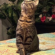 Ruby is registered to the contest to win money with this photo: animal, bed, cat, cozy, curious, cute, domestic, feline, flower, greenery, home, indoor, looking_up, pet, plant, quilt, sitting, striped, tabby_cat, whiskers