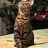 animal, bed, cat, cozy, curious, cute, domestic, feline, flower, greenery, home, indoor, looking_up, pet, plant, quilt, sitting, striped, tabby_cat, whiskers