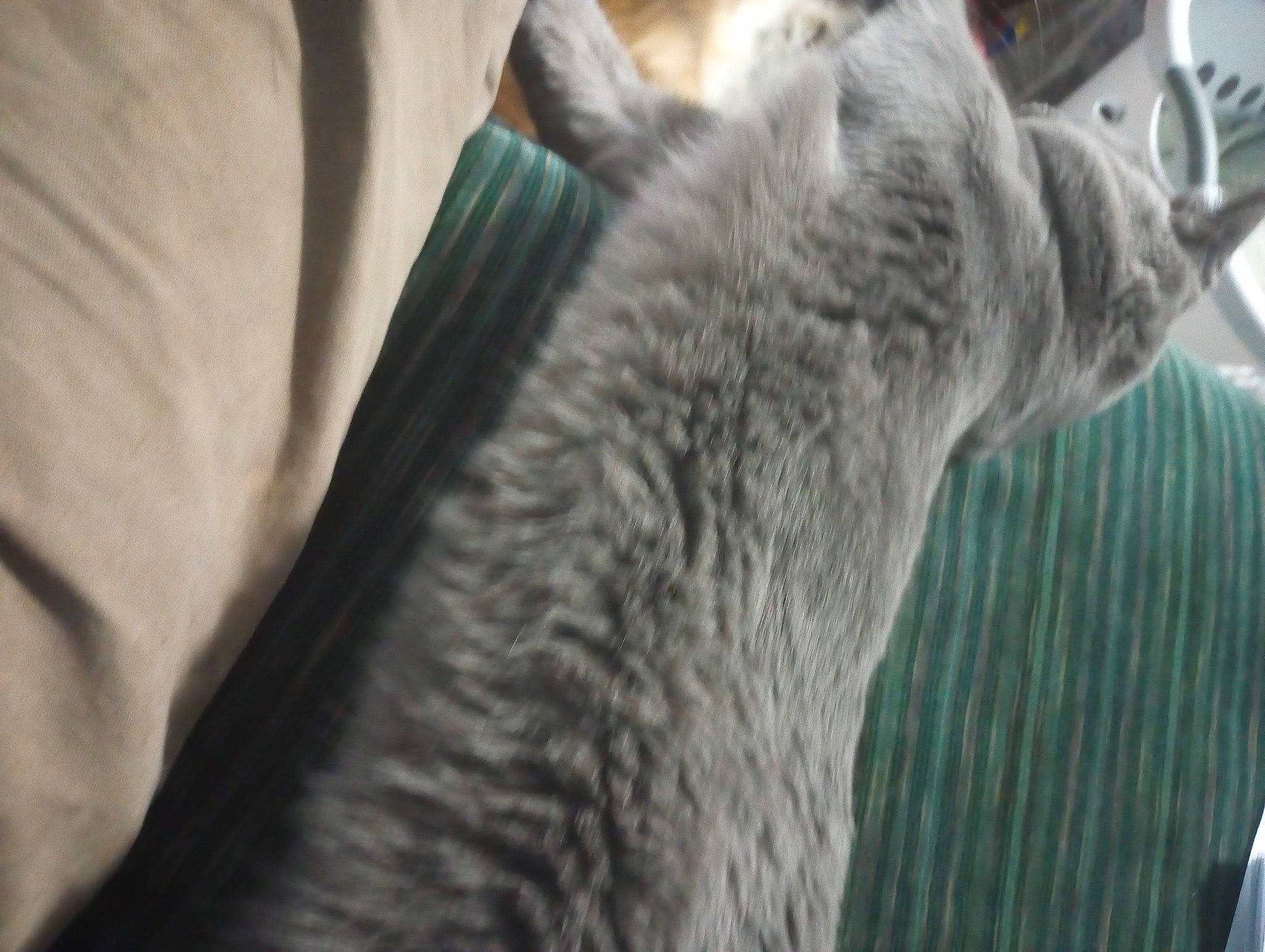 Popcorn joined the competition — help win amazing prizes! canidae, carnivore, cat, claw, dog_breed, domestic_short_haired_cat, felidae, fur, grey, russian_blue, small_to_medium_sized_cats, snout, sporting_group, tail, terrestrial_animal, whiskers, wildlife, window, working_animal