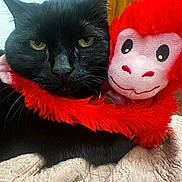 Emily joined the competition — help win amazing prizes! black_cat, plush_toy, red_color, animal, pet, indoor, feline, closeup, face, whiskers, fur, toy, soft_texture, quilt, resting, cute, contrast, expression, background, wood_panel