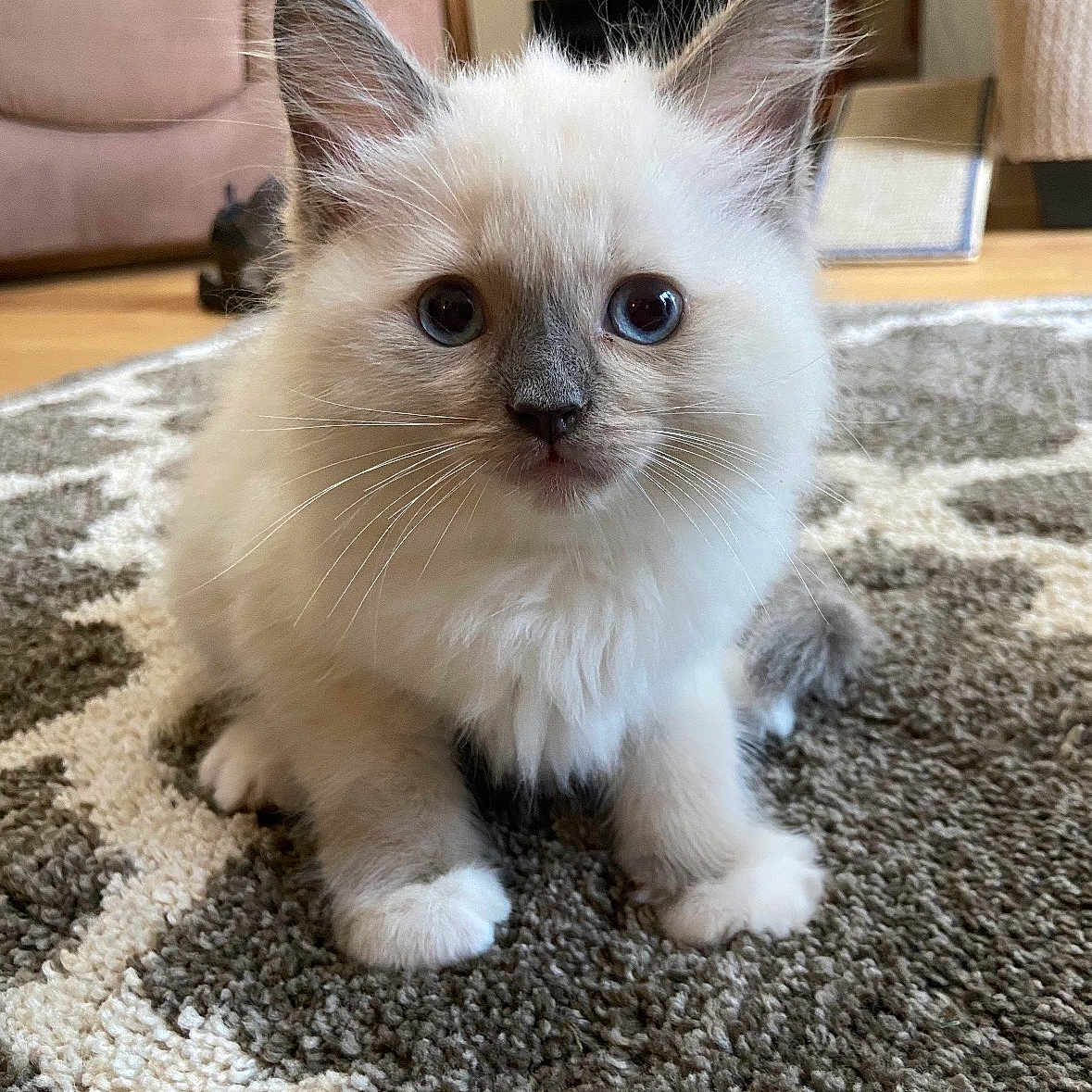 Nimbus is registered to the contest to win money with this photo: adorable, animal, blue_eyes, carpet, cat, close_up, curious, cute, domestic, fluffy, fur, indoor, kitten, living_room, pet, sitting, small, soft, whiskers, young