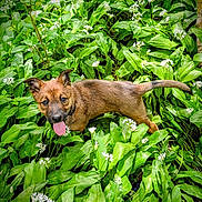 Taïga a rejoint le concours — aidez-le/la à gagner de superbes lots ! puppy, dog, tongue_out, green_leaves, white_flowers, nature, outdoor, plants, cute, animal, young_dog, fur, happy, playful, summer, botanical, garden, pet, canine, leafy