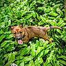 puppy, dog, tongue_out, green_leaves, white_flowers, nature, outdoor, plants, cute, animal, young_dog, fur, happy, playful, summer, botanical, garden, pet, canine, leafy