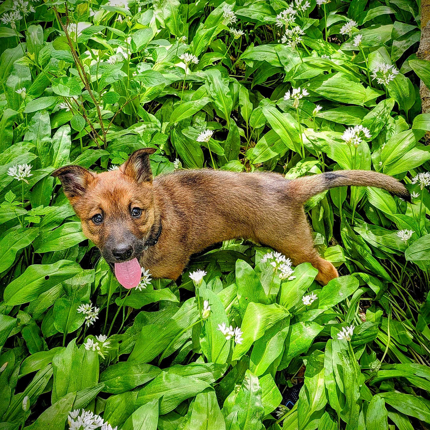 Taïga a rejoint le concours — aidez-le/la à gagner de superbes lots ! puppy, dog, tongue_out, green_leaves, white_flowers, nature, outdoor, plants, cute, animal, young_dog, fur, happy, playful, summer, botanical, garden, pet, canine, leafy