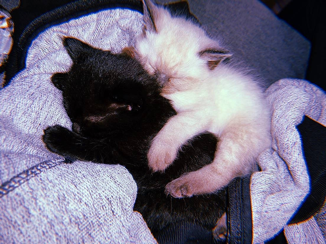 Haze is registered to the contest to win money with this photo: bombay, canidae, carnivore, cat, claw, comfort, domestic_short_haired_cat, felidae, foot, fur, lap, nail, nap, paw, plant, small_to_medium_sized_cats, snout, tail, whiskers