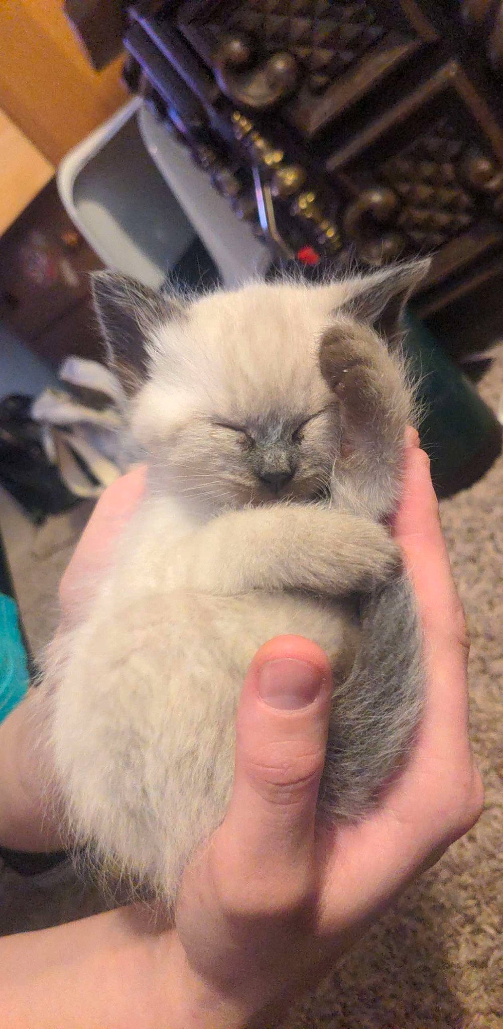 Haze is registered to the contest to win money with this photo: balinese, birman, carnivore, cat, fawn, felidae, fur, nail, ragdoll, siamese, small_to_medium_sized_cats, snout, thai, whiskers