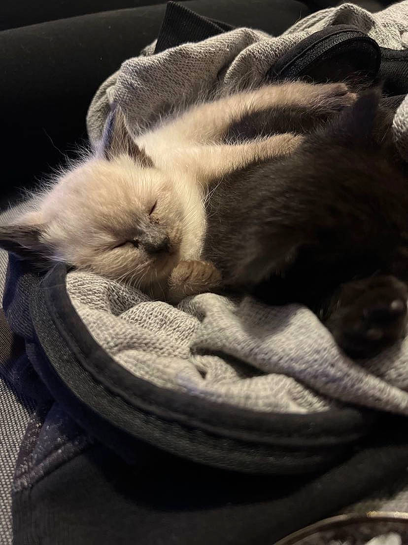 Haze is registered to the contest to win money with this photo: canidae, carnivore, cat, claw, comfort, companion_dog, dog_breed, domestic_short_haired_cat, fawn, felidae, fur, grey, paw, small_to_medium_sized_cats, snout, sporting_group, tail, terrestrial_animal, tints_and_shades, whiskers