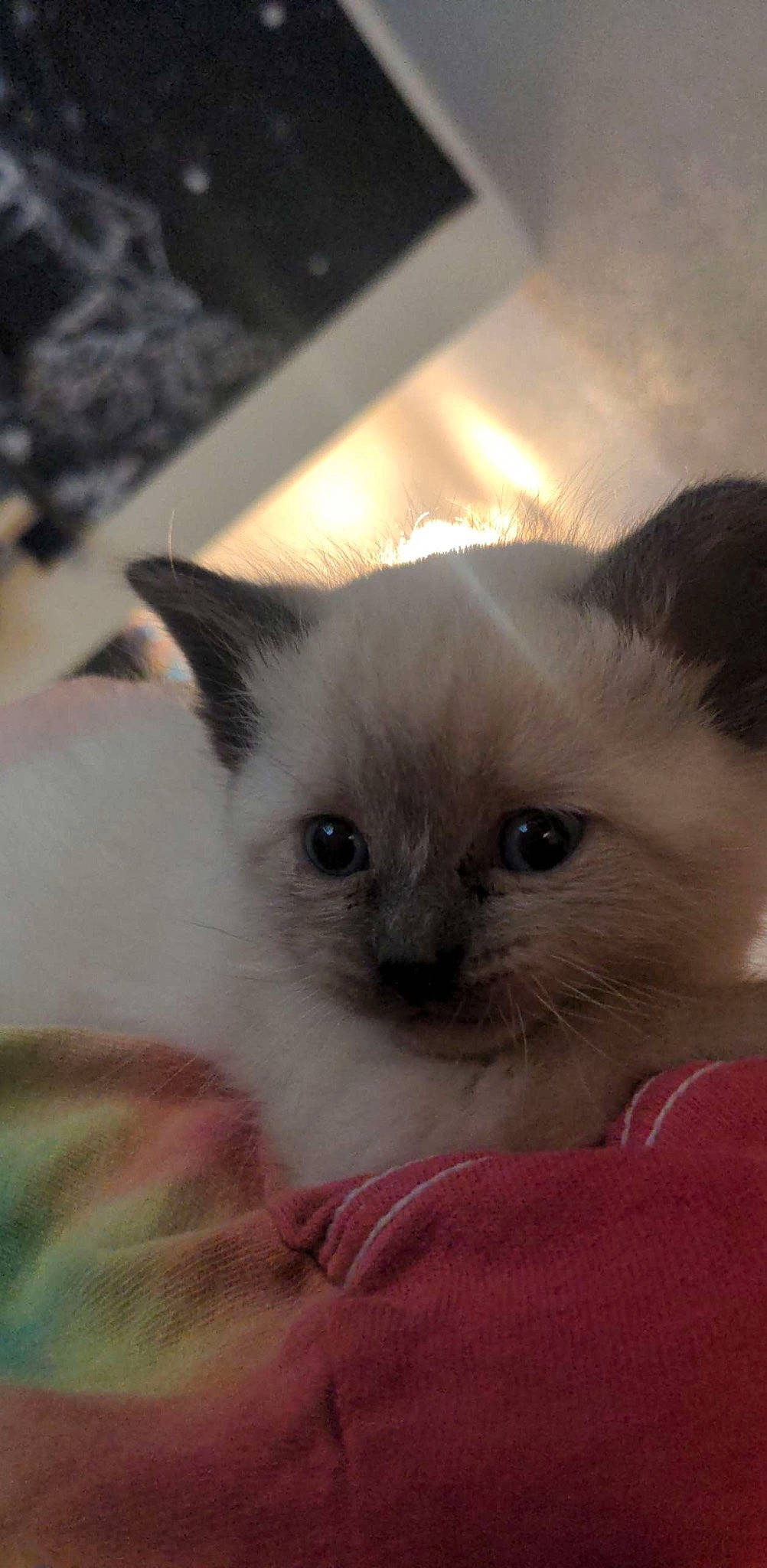 Haze joined the competition — help win amazing prizes! birman, carnivore, cat, fawn, felidae, fur, iris, siamese, small_to_medium_sized_cats, whiskers