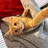 Simba is registered to the contest to win money with this photo: kitten, orange_cat, pet, hoodie, gray_clothing, paw, cute, indoor, cozy, red_cushion, cabinet, home, feline, young_animal, curious, playful, whiskers, fur, small_animal, closeup