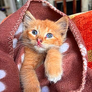 Simba joined the competition — help win amazing prizes! kitten, cat, orange_cat, feline, pet, animal, cute, fluffy, blanket, brown_blanket, polka_dot, indoor, cozy, snuggled, closeup, portrait, soft_texture, whiskers, paw, eyes