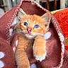 kitten, cat, orange_cat, feline, pet, animal, cute, fluffy, blanket, brown_blanket, polka_dot, indoor, cozy, snuggled, closeup, portrait, soft_texture, whiskers, paw, eyes