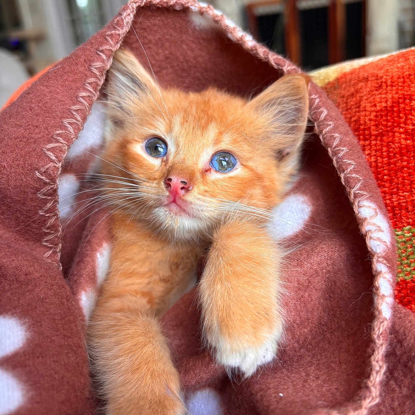 Simba joined the competition — help win amazing prizes! kitten, cat, orange_cat, feline, pet, animal, cute, fluffy, blanket, brown_blanket, polka_dot, indoor, cozy, snuggled, closeup, portrait, soft_texture, whiskers, paw, eyes
