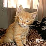 Simba joined the competition — help win amazing prizes! kitten, orange_cat, blurred, indoor, blanket, window, curtain, pet, sleepy, feline, cozy, timestamp, soft_light, fur, cute, animal, resting, young_cat, home, domestic