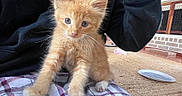Simba is registered to the contest to win money with this photo: kitten, orange_cat, blue_eyes, plaid_blanket, indoor, carpet, person, black_hoodie, plate, curious, pet, feline, cute, young_animal, whiskers, paw, fur, home, cozy, animal