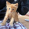 kitten, orange_cat, blue_eyes, plaid_blanket, indoor, carpet, person, black_hoodie, plate, curious, pet, feline, cute, young_animal, whiskers, paw, fur, home, cozy, animal