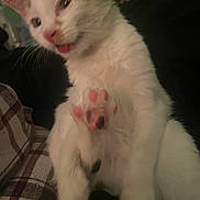 Mia joined the competition — help win amazing prizes! cat, kitten, indoor, paw, pink_paw_pads, white_fur, black_marking, orange_marking, tongue, close_up, blurred, cozy, plaid, fabric, pet, animal, cute, feline, resting, soft_fur