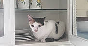 Mia is registered to the contest to win money with this photo: cat, kitten, cabinet, kitchen, plates, cups, glass, ceramic, white, black, curious, pet, animal, indoor, shelf, decor, tile, countertop, waterjug, ornamental