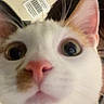 Mia joined the competition — help win amazing prizes! cat, close_up, face, pink_nose, wide_eyes, curious, ear, whiskers, person, partial_face, indoor, vent, wall, hair, eyeliner, pet, animal, cute, funny, selfie